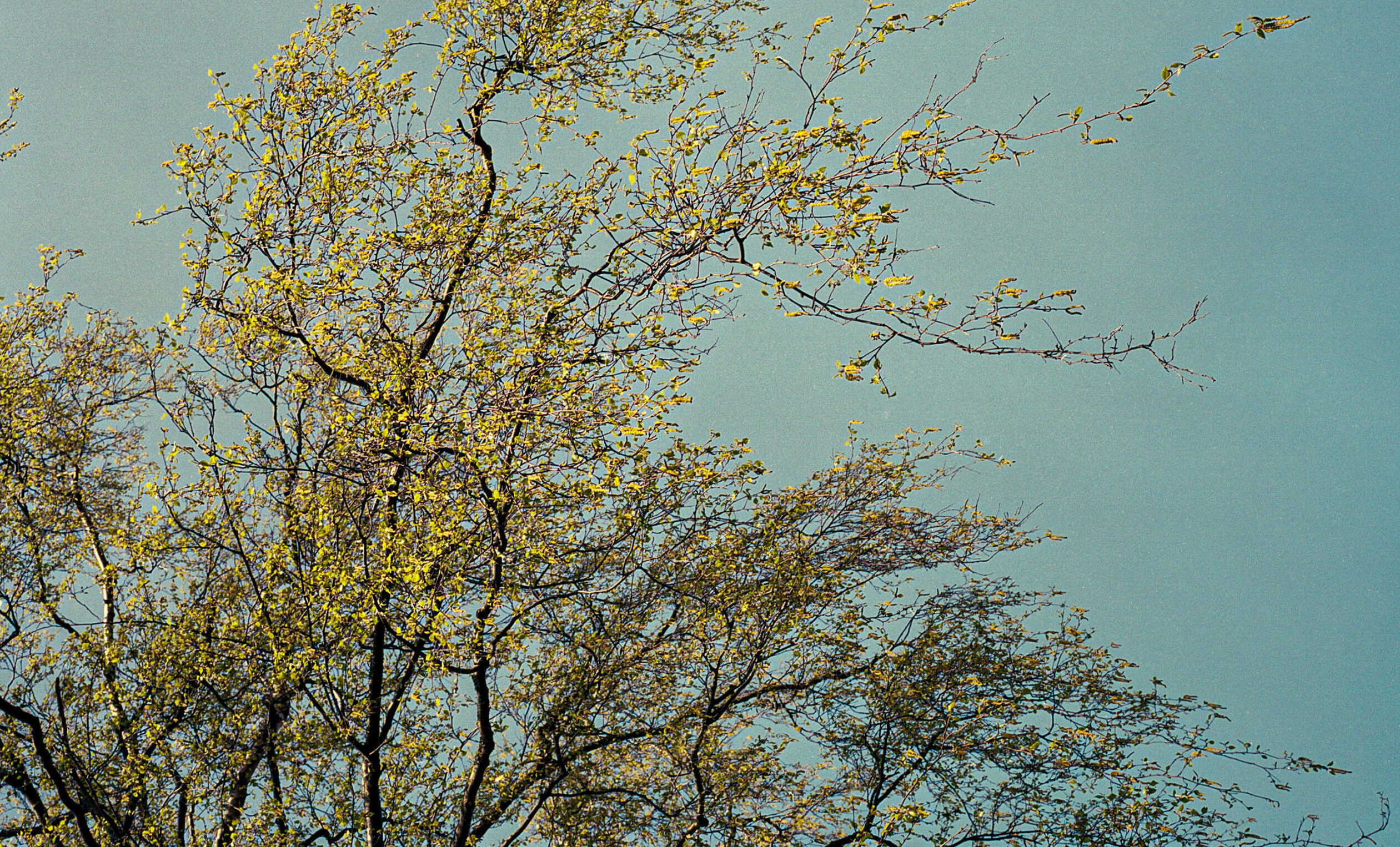 cropped-cropped-cropped-cropped-cropped-gultrae-scaled-1-1.jpg